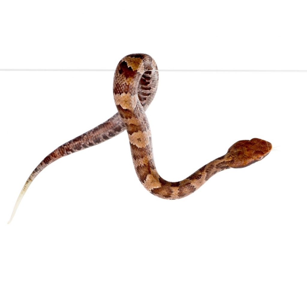 What are Copperhead Snakes? Critter Culture
