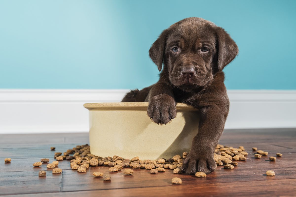 What Is The Gestation Period For A Labrador Retriever